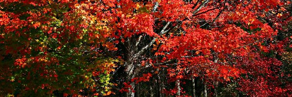 Kolorowe, Drzewa, Liście, Kamienie, Las, Jesień