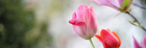 Kwiaty, Różowe, Tulipany