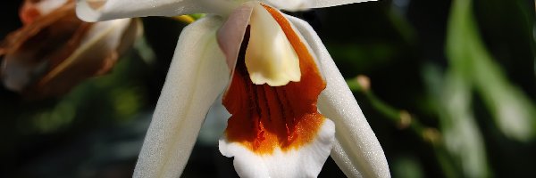 Liście, Biała, Orchidea
