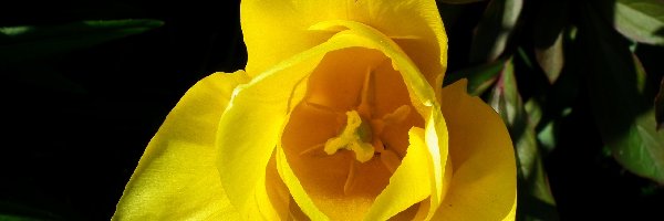 Tulipan, Kwiat, Przyroda