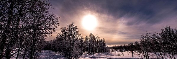 Drzewa, Śnieg, Zachód słońca, Zima