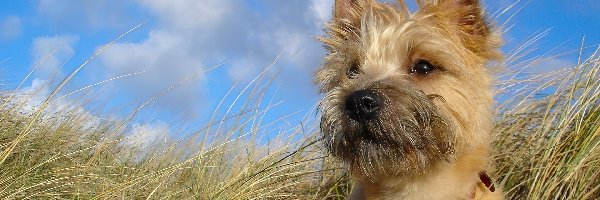 Cairn Terrier, Trawa