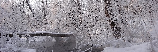 Zima, Rzeka, Las, Drzewo, Powalone