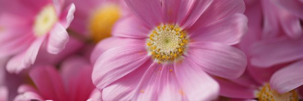 Pericallis hybrida cyneraria, Kwiaty, Różowe