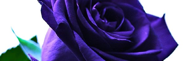 Róża, Ciemnoniebieska