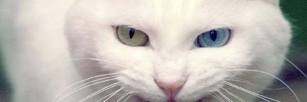 Kot turecka angora, Oczy, Dwukolorowe