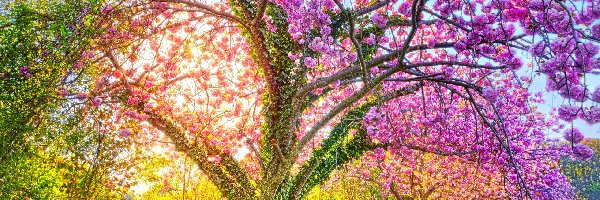 Kwitnące drzewo, Wiosna, Park