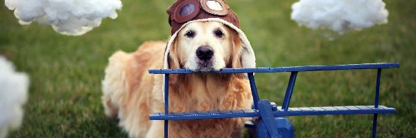 Pies, Chmurki, Pilot, Samolot, Golden Retriever