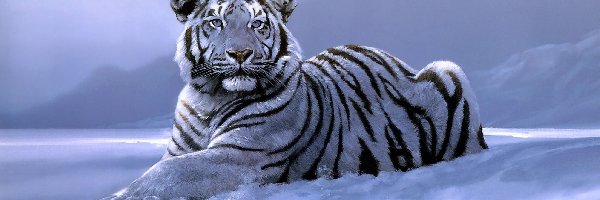 Biały, Obraz, Tygrys, Zima