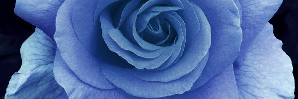 Róża, Błękitna