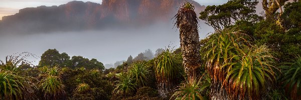 Australia, Mgła, Góry, Roślinność, Egzotyczna