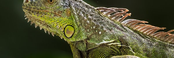 Iguana, Zielona