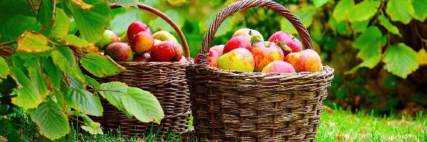 Jabłka, Liście, Jesień, Kosz