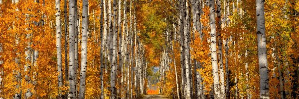 Las, Droga, Brzozowy, Jesień, Światło