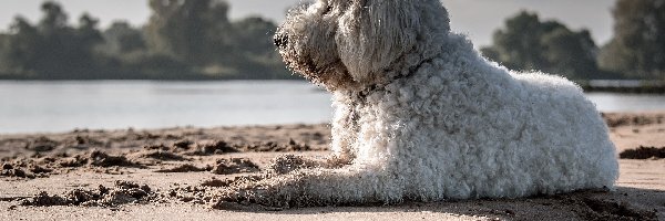 Woda, Goldendoodle, Pies, Plaża