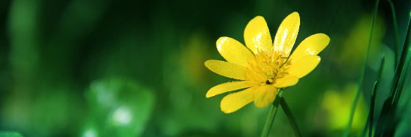 Kwiat, Wiosenny, Żółty