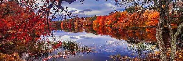 Jezioro, Liście, Drzewa, Jesień