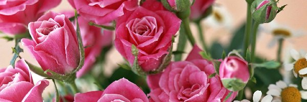 Różowych, Rumianki, Róż, Bukiet