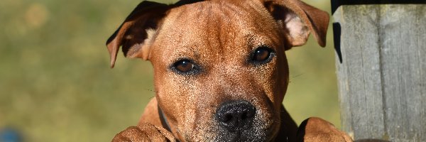 Smutne, Ogrodzenie, Oczy, Staffordshire Bull Terrier