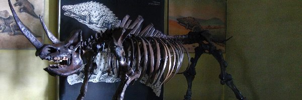 szkielet, Nosorożec