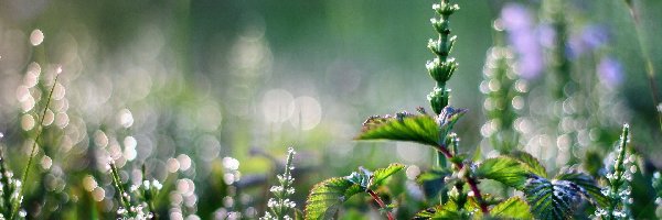 Bokeh, Makro, Rośliny