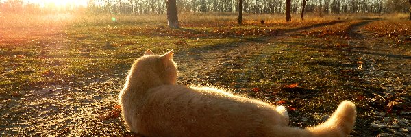 Jesień, Kot, Leżący