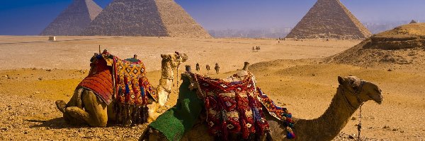 Wielbłądy, Piramidy, Egipt