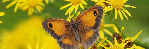 Motyl, Strzępotek ruczajnik, Żółte, Kwiaty