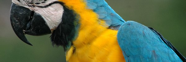 Papuga, Żółta, Niebiesko