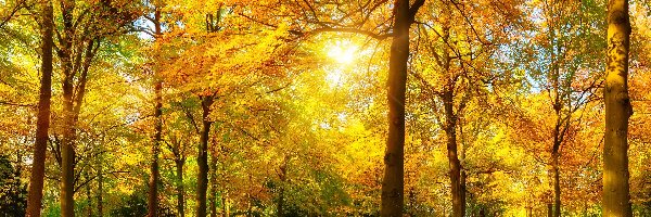 Złota, Promienie, Słońca, Jesień, Drzewa, Park