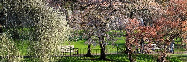 Wiosna, Kwitnące, Park, Staw, Drzewa