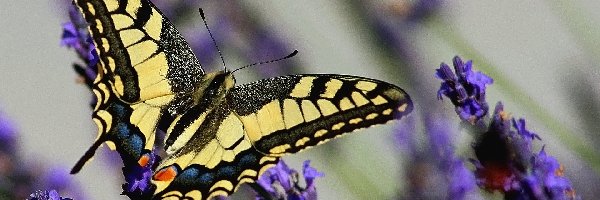 Motyl, Paź Królowej, Kwiat, Lawendy