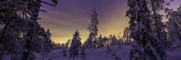 Drzewa, Noc, Śnieg, Zima