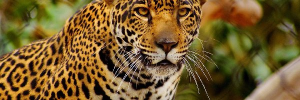 Jaguar, Wąsy, Cętki