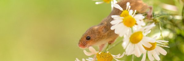 Kwiaty, Mysz