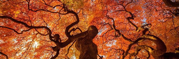 Drzewa, Gałęzie, Poskręcane, Jesień