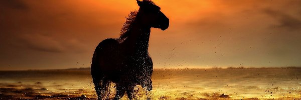 Koń, Słońca, Zachód, Brzeg, Morze