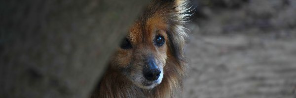 Drzewo, Pies, Zapatrzony