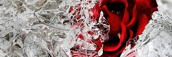 Lód, Róża, Czerwona