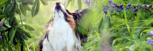 Kwiaty, Łąka, Pies