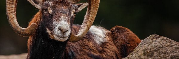 Muflon