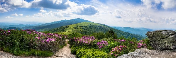 Różaneczniki, Góry Appalachy, Stan Tennessee, Szczyt Roan Mountain, Szlak Appalachów, Skały, Stany Zjednoczone