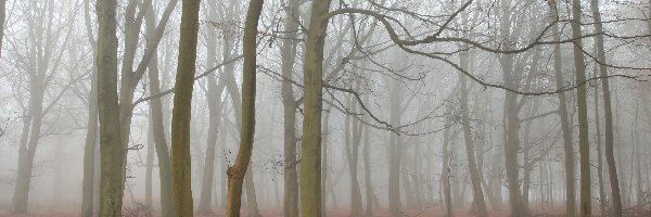 Las, Mgła, Jesień, Bezlistny