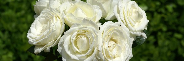 Róże, Kwiaty, Białe