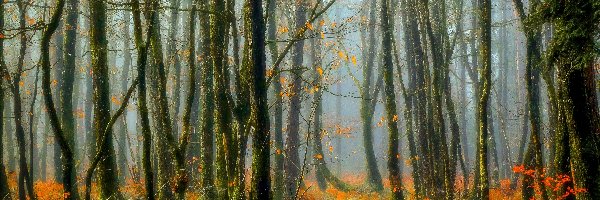Jesień, Drzewa, Las, Mgła, Ścieżka