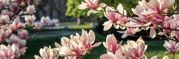 Wiosna, Magnolia, Kwitnąca