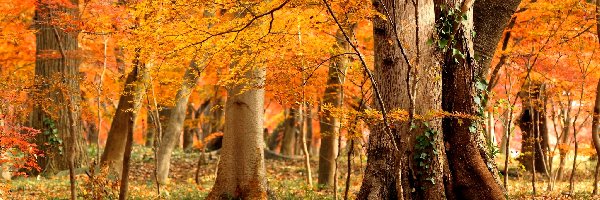 Klony, Drzewa, Jesień