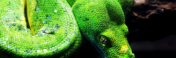 Pyton zielony, Wąż