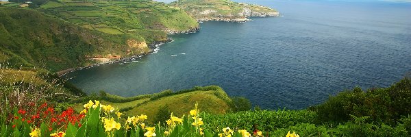 Morze, Kwiatki, Wybrzeże, Portugalia, Azory