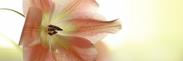 Kwiat, Tulipan, Różowy